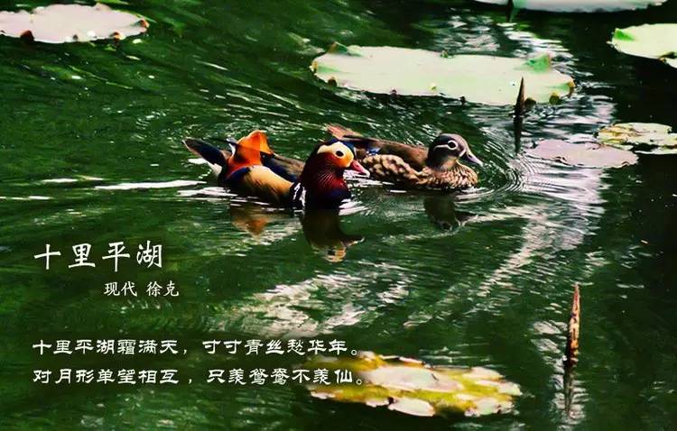 鸟语花香古诗词，婉转悦耳妙及了-第6张图片-非凡网
