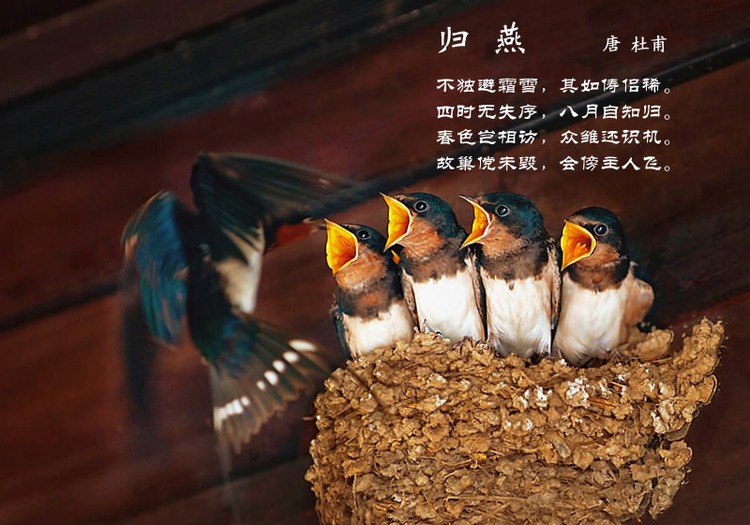 鸟语花香古诗词，婉转悦耳妙及了-第14张图片-非凡网