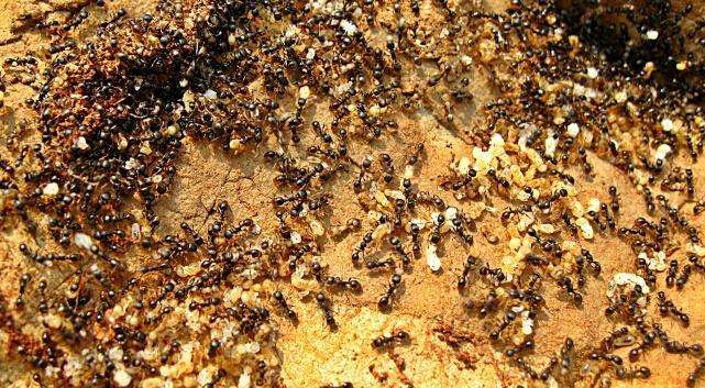 揭秘世上最大蚂蚁巢穴耗时10年建造过程共搬运40吨泥土世界最大蚂蚁窝