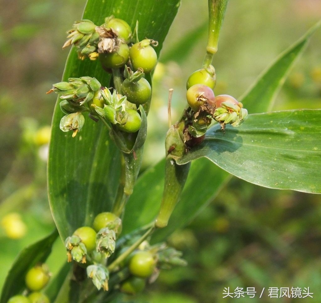 这种植物农民叫它“打碗子”，其实是野生薏苡！能食用吗？