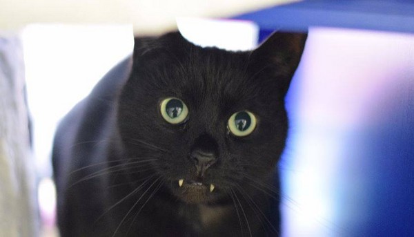 英国小猫牙齿排列不正 手术后意外变成