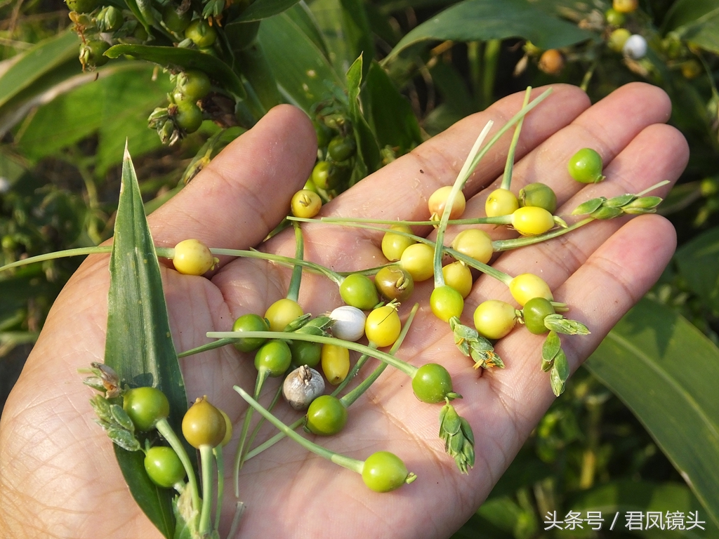 这种植物农民叫它“打碗子”，其实是野生薏苡！能食用吗？