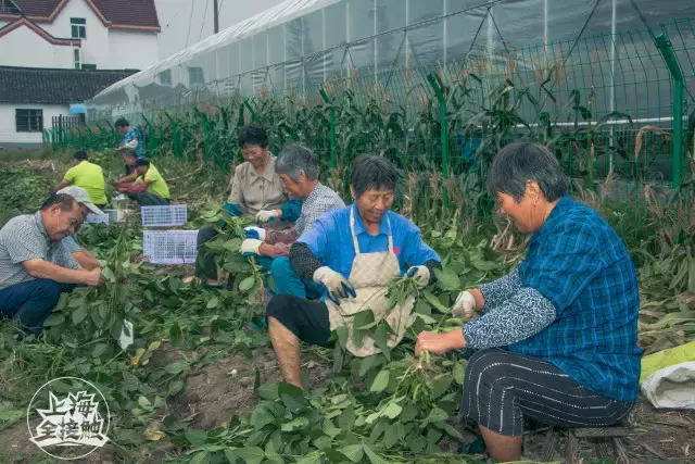 老灵了！“共享农场”强势登陆上海啦！还能一键送菜上门！