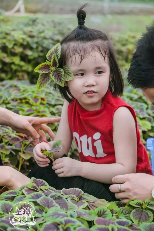 老灵了！“共享农场”强势登陆上海啦！还能一键送菜上门！