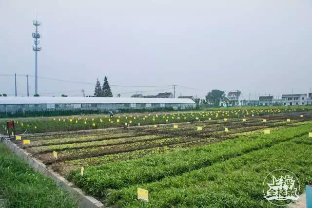 老灵了！“共享农场”强势登陆上海啦！还能一键送菜上门！