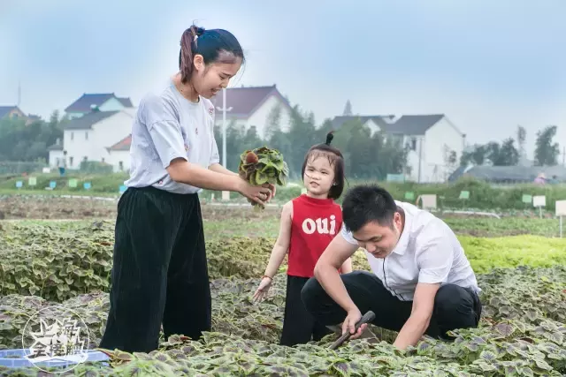 老灵了！“共享农场”强势登陆上海啦！还能一键送菜上门！