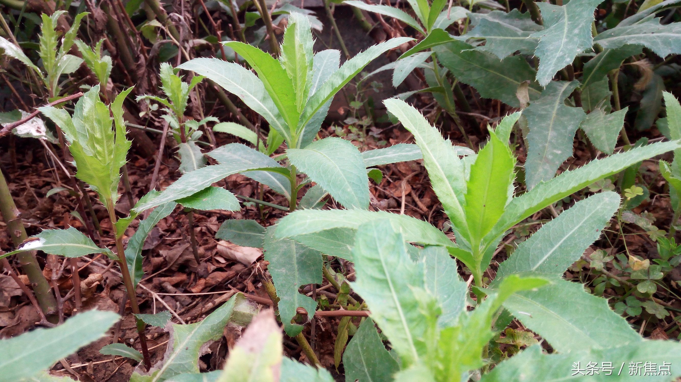 七角菜功效和作用图片（详解七角菜的营养价值和用处）