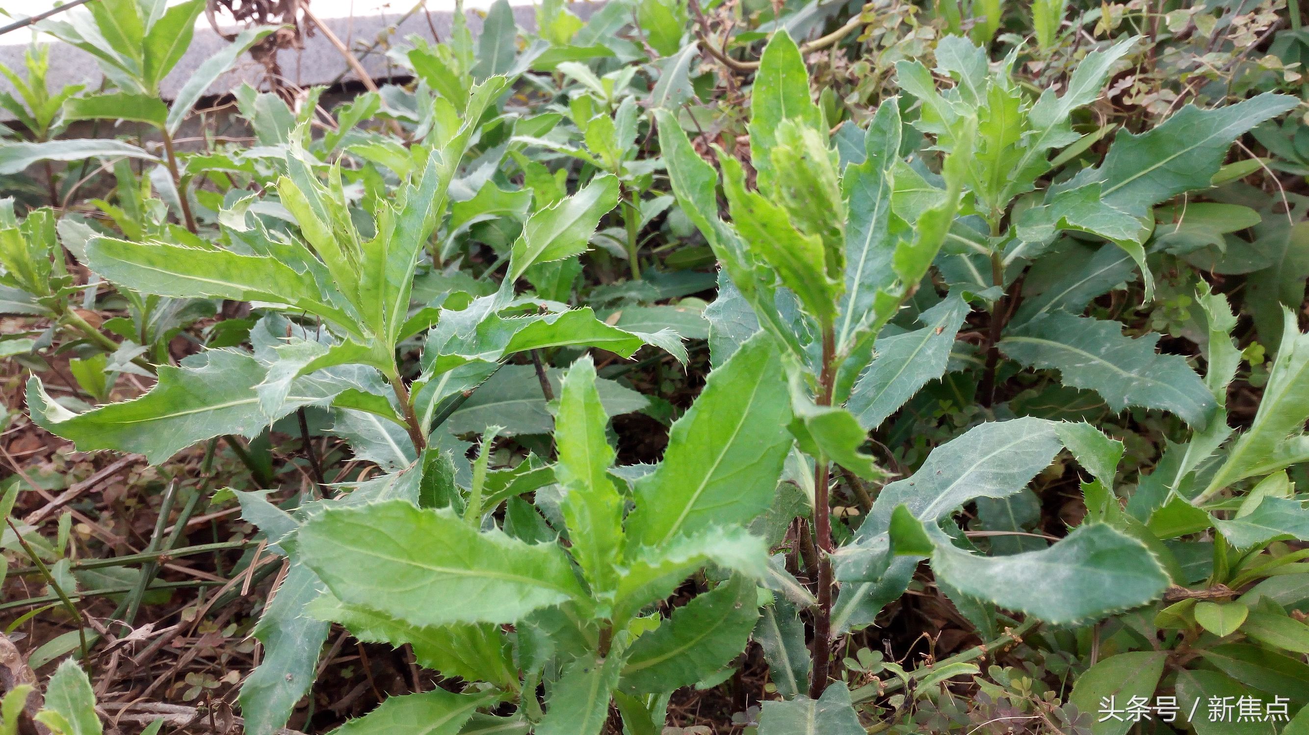 蒜味紫角叶（木耳菜）的做法_菜谱_豆果美食