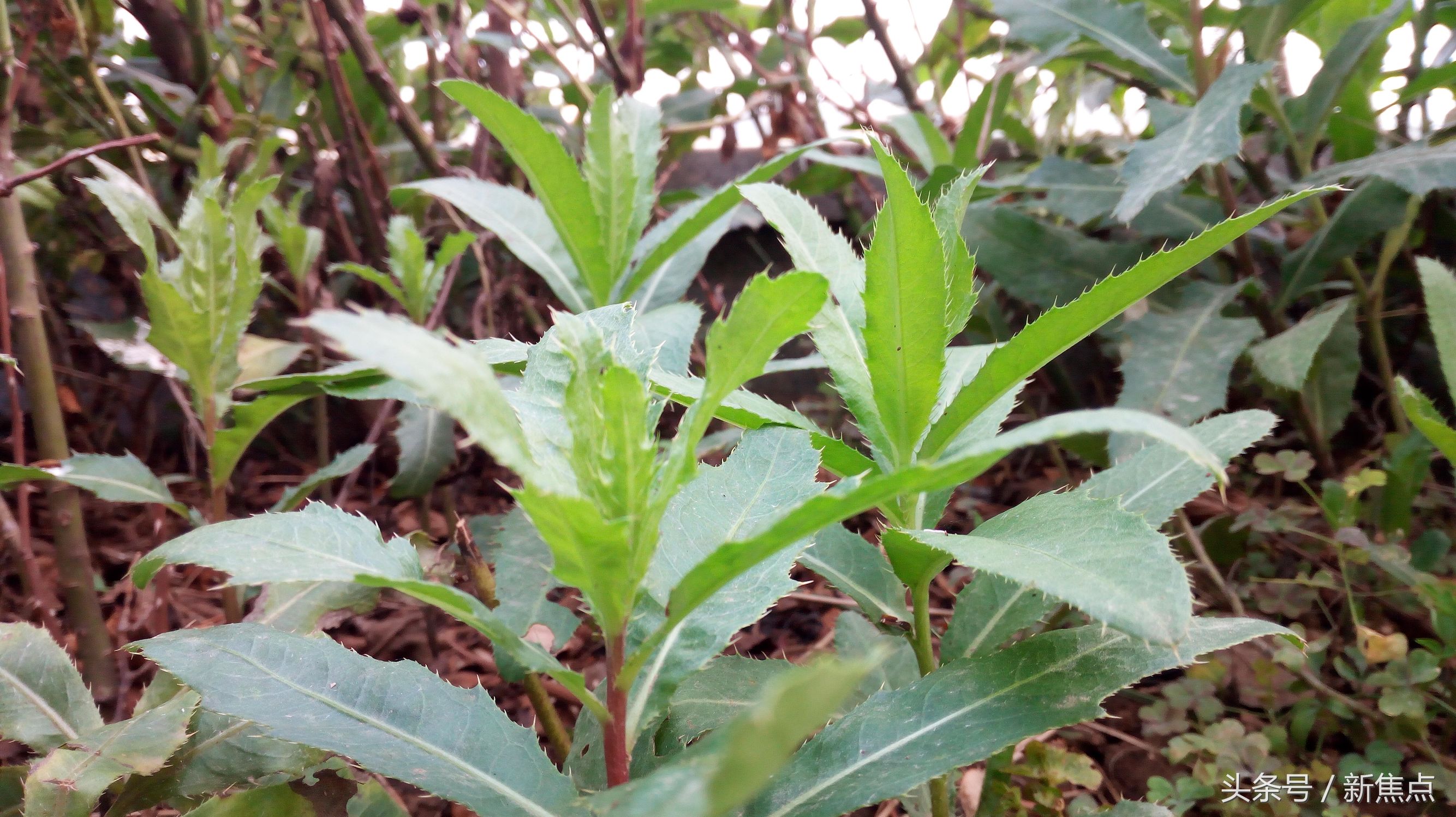 七角菜功效和作用图片(详解七角菜的营养价值和用处)