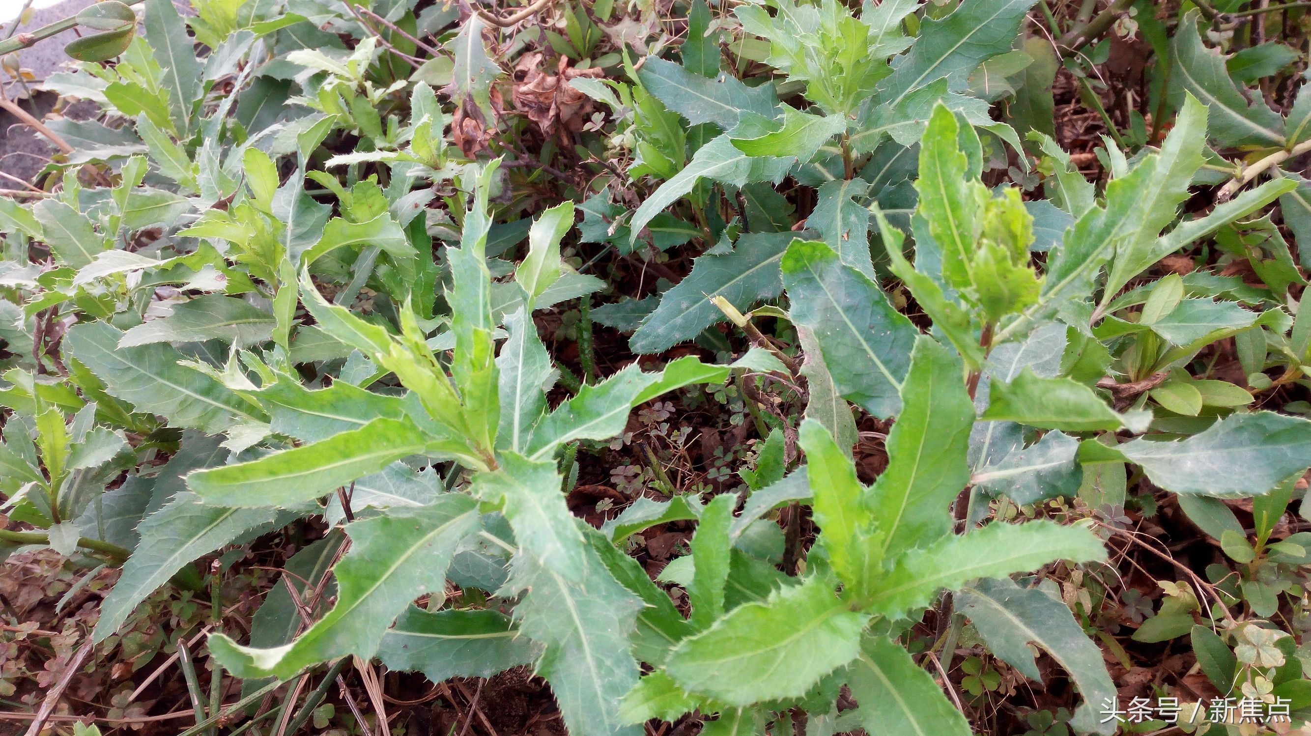 草本植物—刺菜蓟 - 知乎