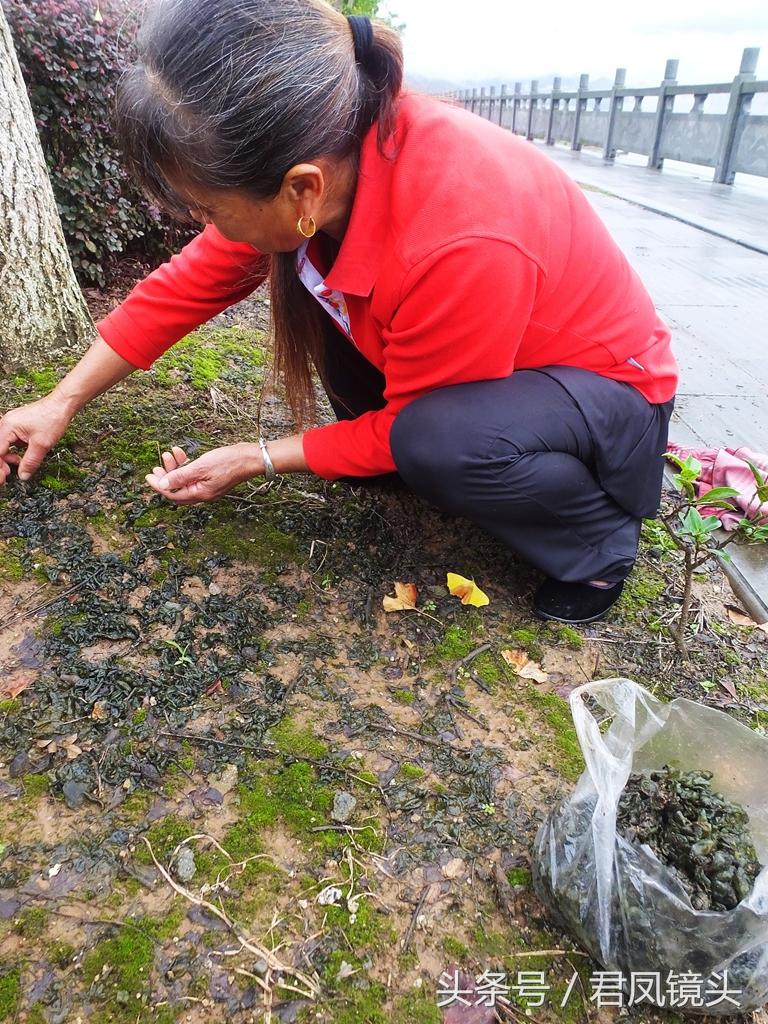 地皮菜的功效与禁忌地皮菜的功效与禁忌你知道吗