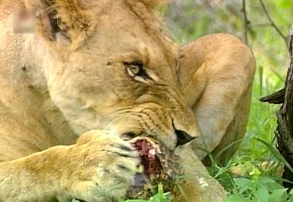 这头狮子捕到一只乌龟，于是接下来狮子巨大的咬壳过程开始了！