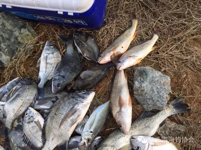 游钓福建福清，完美收杆（内附攻略）