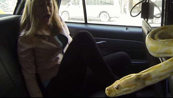 出租车司机竟在车里藏蟒蛇，并拍摄顾客见到蟒蛇反应，把人吓尿！