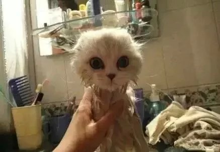一组图告诉你猫主子为什么不喜欢洗澡！