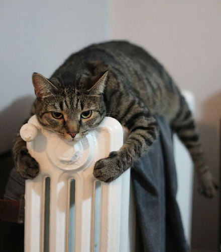 在冬天，也许对于猫咪们来说，取暖真的是一件很正经的事情...