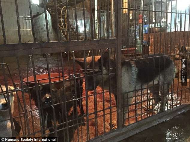 玉林政府说只有狗肉节当天可以杀狗卖肉，但狗肉贩的话逼哭所有人