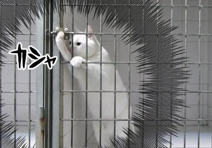 这只猫被关在的铁笼内，但每次它都轻易逃出来，着实让人称赞！