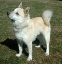 北歐最強牧羊犬 挪威牧羊犬 智商遠超邊牧 天天看點