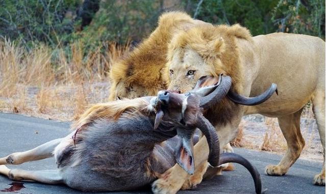 这群狮子为了填饱肚子，居然当做这么多人的面直接张开血盆大口