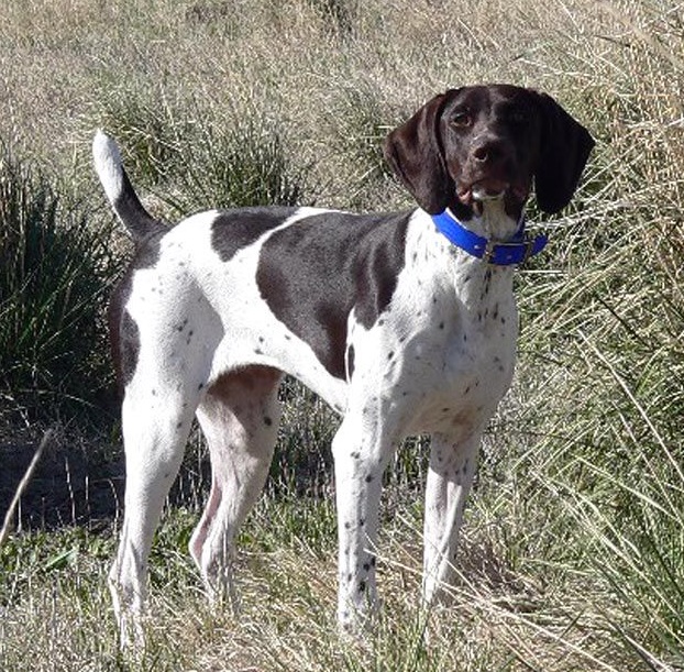 世界听觉最灵敏的猎犬波音达猎犬非常可爱