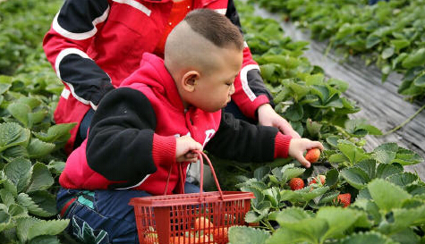 春季爸妈都爱带着孩子去摘草莓，但是你要小心孩子得病哦！