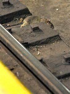 太惊悚，纽约地铁肥硕老鼠竟爬到熟睡乘客身上！