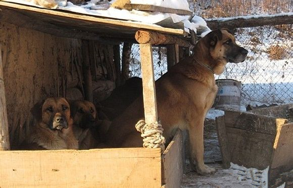 东北猎犬，世界即将灭绝的优秀猎犬