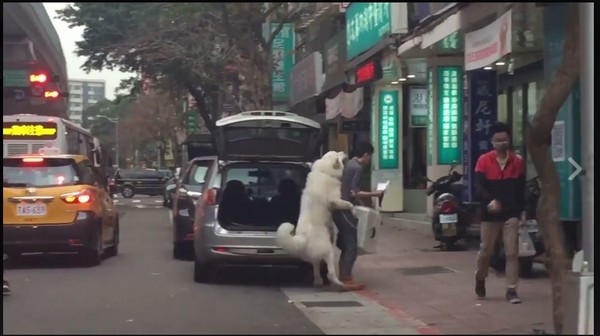 超大只的白狗向主人“求背背”不成，结果用“僵尸跳”跟主人回家