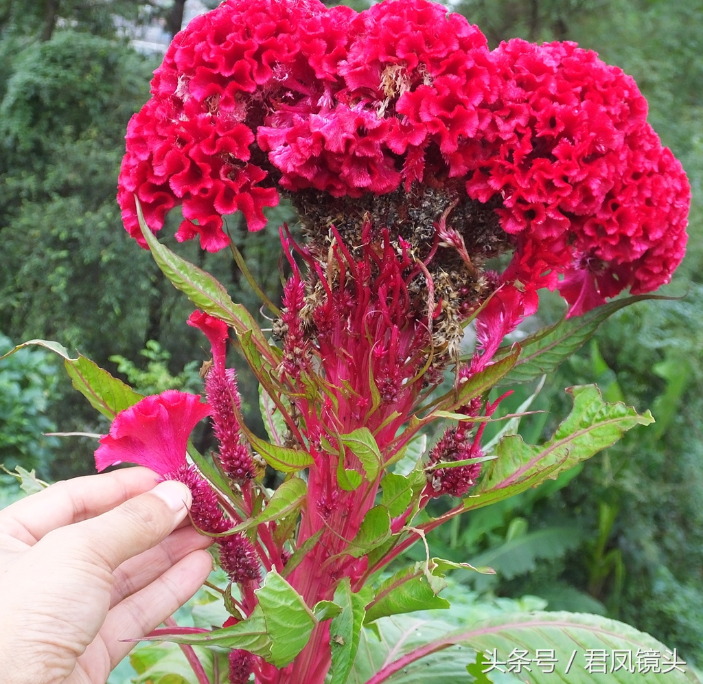 鸡冠花：美称“花中之禽”！药用价值高，它可以治疗哪些病？