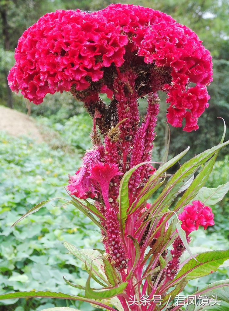 鸡冠花：美称“花中之禽”！药用价值高，它可以治疗哪些病？