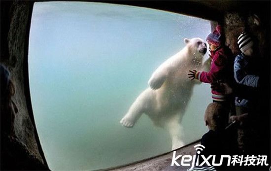 动物趣闻！两松鼠抢食功夫PK 北极熊爱上游泳-第3张图片-大千世界