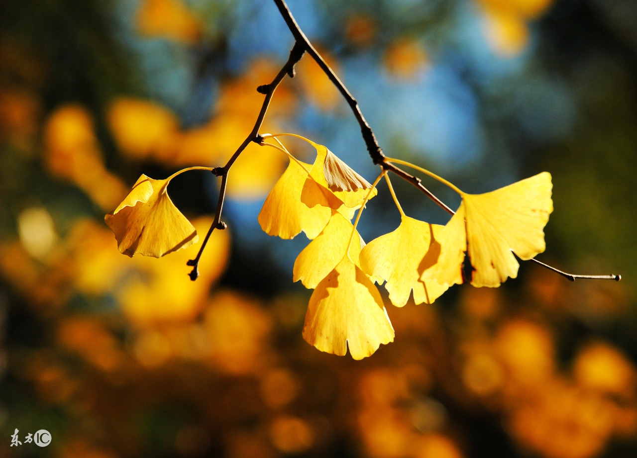 诗歌散文：一片黄叶一个秋-第1张图片-诗句网