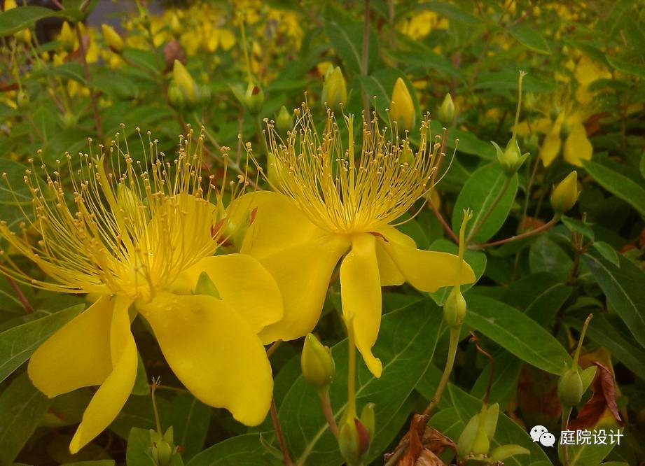 小院里经常看到一些美丽的花 它们的风水 你知道多少