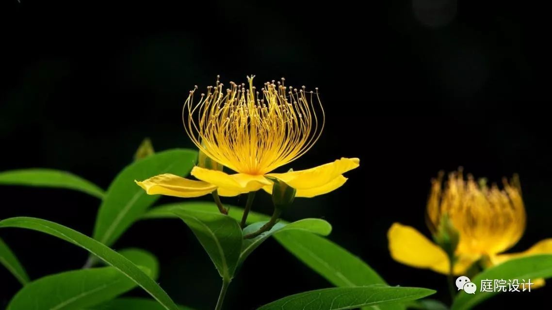 小院里经常看到一些美丽的花 它们的风水 你知道多少