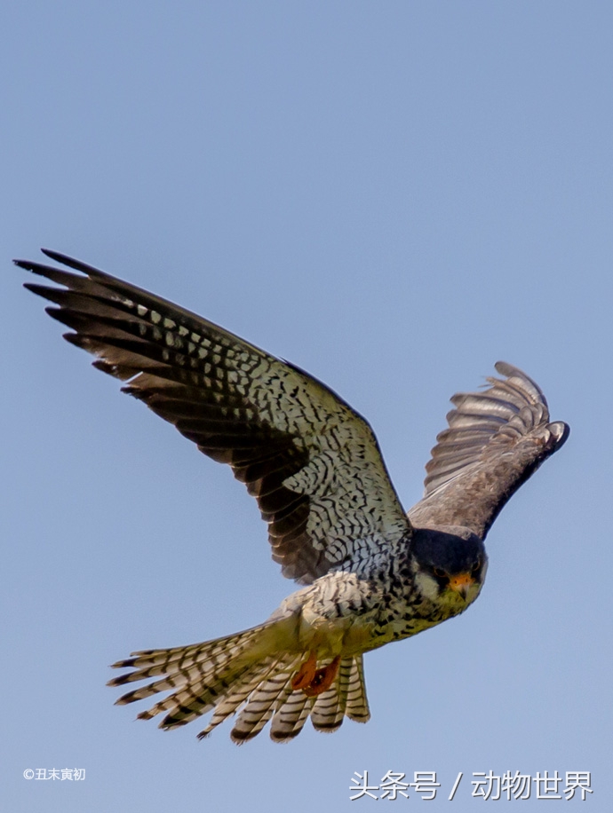 中国的8种猛禽-隼