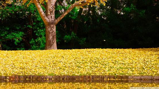 经典语录,快乐下午茶时间(171101-搞笑)