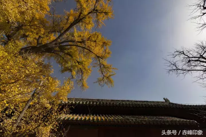 北京大觉寺又到银杏泛黄时，满眼金色，穿越千年……