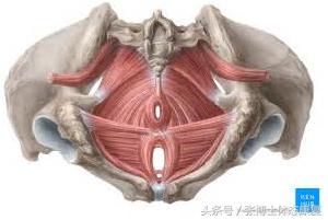 什么是耻骨联合分离症，耻骨联合分离产后多久可以恢复