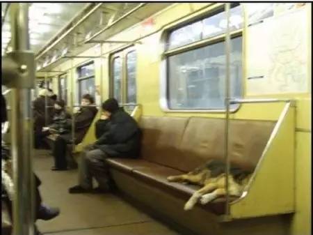 心酸狗狗每天按时乘坐地铁出行，背后原因让人心疼