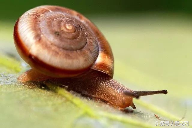 上班族養什麽寵物可行性比較高？簡述八種適合上班族的寵物