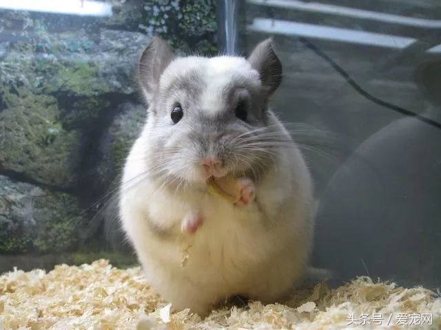 上班族養什麽寵物可行性比較高？簡述八種適合上班族的寵物