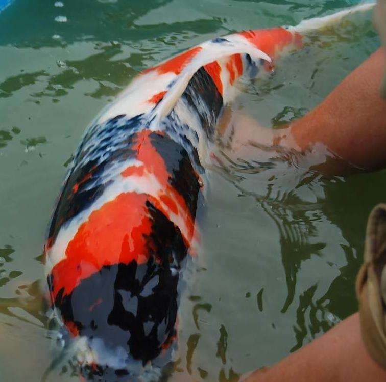 風靡世界的高端觀賞魚，錦鯉的品種詳細介紹