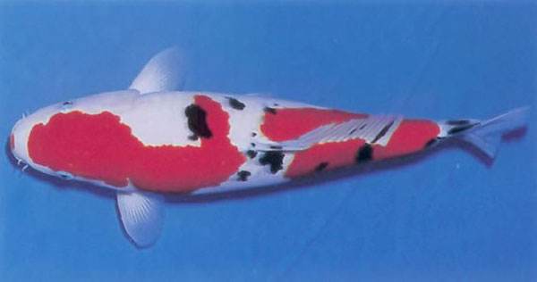 風靡世界的高端觀賞魚，錦鯉的品種詳細介紹