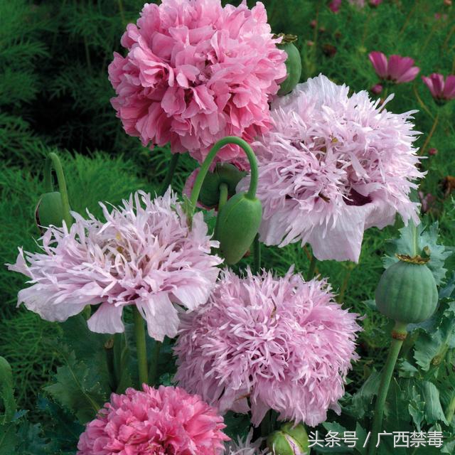 罂粟花的传说(罂粟花的由来传说)