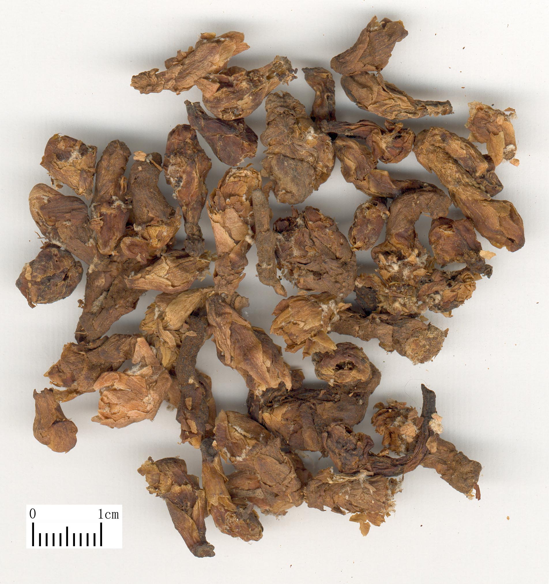 化痰止咳平喘类中草药大全汇总,收藏吧