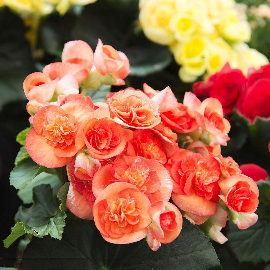 十二星座女生的专属幸运花,知道自己是哪个吗?天秤座太美了