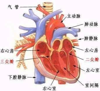 揭秘偶像劇中男女主角悲情離去的原因先心病肺動脈高壓