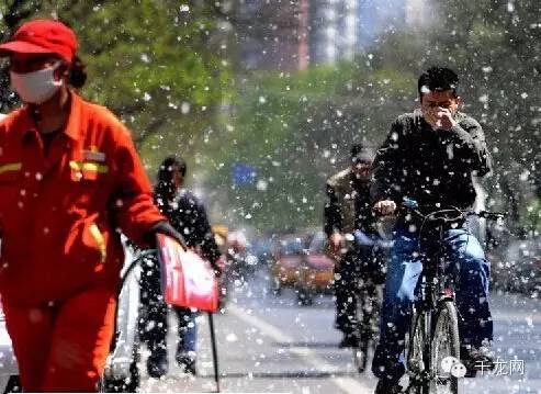 艳阳四月天，北京竟然又开始下雪了...