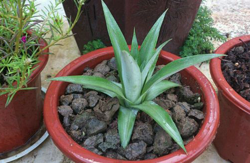 学会这招，自己在家就能种一盆漂亮的菠萝盆栽！